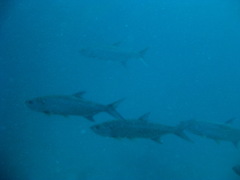 Megalops atlanticus
