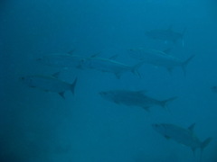 Megalops atlanticus
