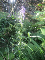 Aconitum fischeri