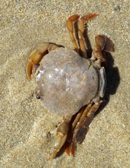 Polybius henslowii