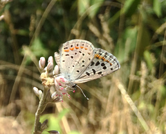 Euphilotes spaldingi