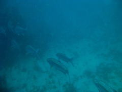 Megalops atlanticus