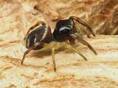 Zygoballus rufipes