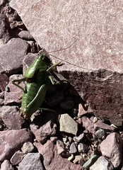 Anabrus simplex