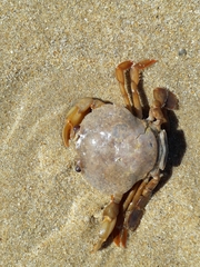 Polybius henslowii