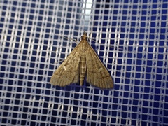 Dolicharthria punctalis