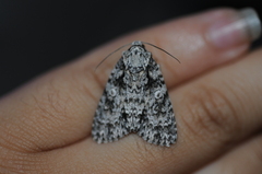 Acronicta marmorata