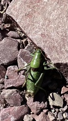 Anabrus simplex