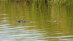 Cyprinus carpio carpio