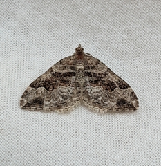 Xanthorhoe defensaria