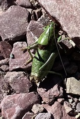 Anabrus simplex