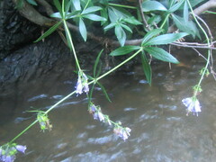 Adenophora triphylla