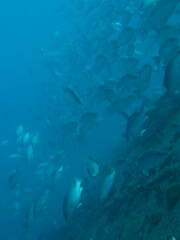 Lutjanus griseus