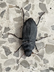 Harpalus caliginosus