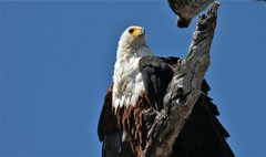 Haliaeetus vocifer