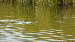 Cyprinus carpio carpio