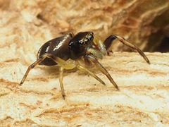 Zygoballus rufipes