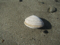 Clinocardium nuttallii