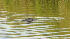 Cyprinus carpio carpio