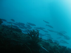 Lutjanus griseus