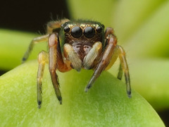 Zygoballus rufipes