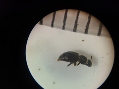 Brachypterus