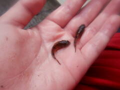 Cottus