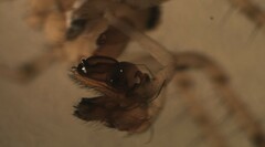 Stemonyphantes lineatus