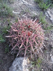 Ferocactus latispinus