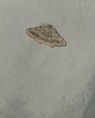 Digrammia ocellinata