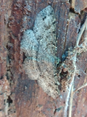 Melanolophia