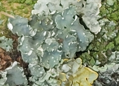 Punctelia subrudecta