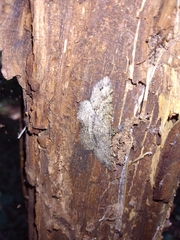 Melanolophia
