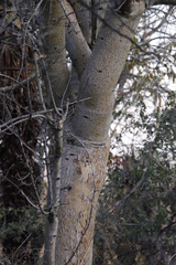 Commiphora