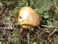 Suillus
