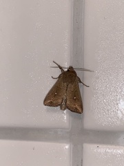 Mythimna albipuncta