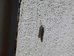 Coscinia chrysocephala