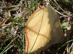 Suillus