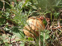 Suillus