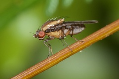 Allophylopsis