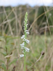 Spiranthes lacera gracilis