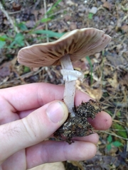 Agaricus
