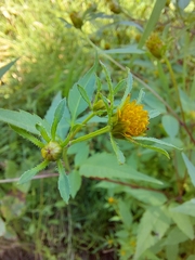 Bidens connata