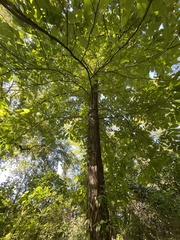 Carya ovata