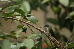 Saucerottia cyanocephala