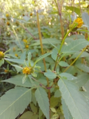 Bidens connata