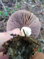 Agaricus
