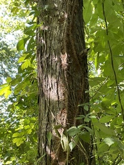 Carya ovata
