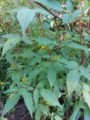 Bidens connata