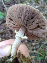Agaricus